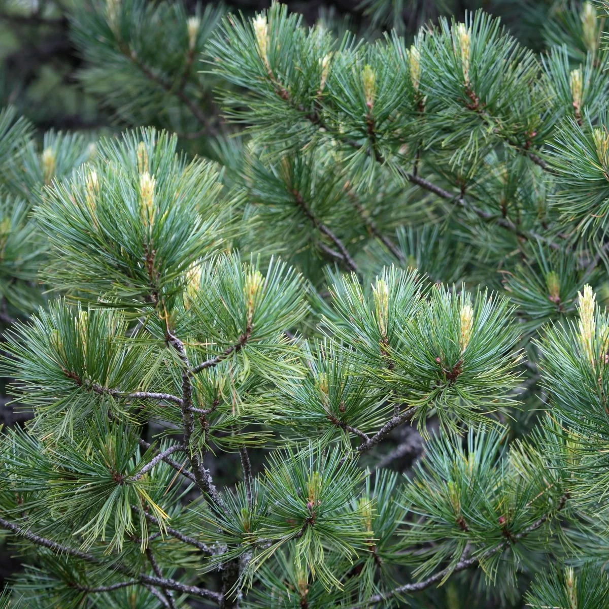 Borovica Limba – Pinus cembra – predaj semien borovice