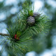 Borovica Limba – Pinus cembra – predaj semien borovice