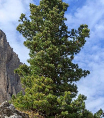 Borovica Limba - Pinus cembra - predaj semien - 7 ks