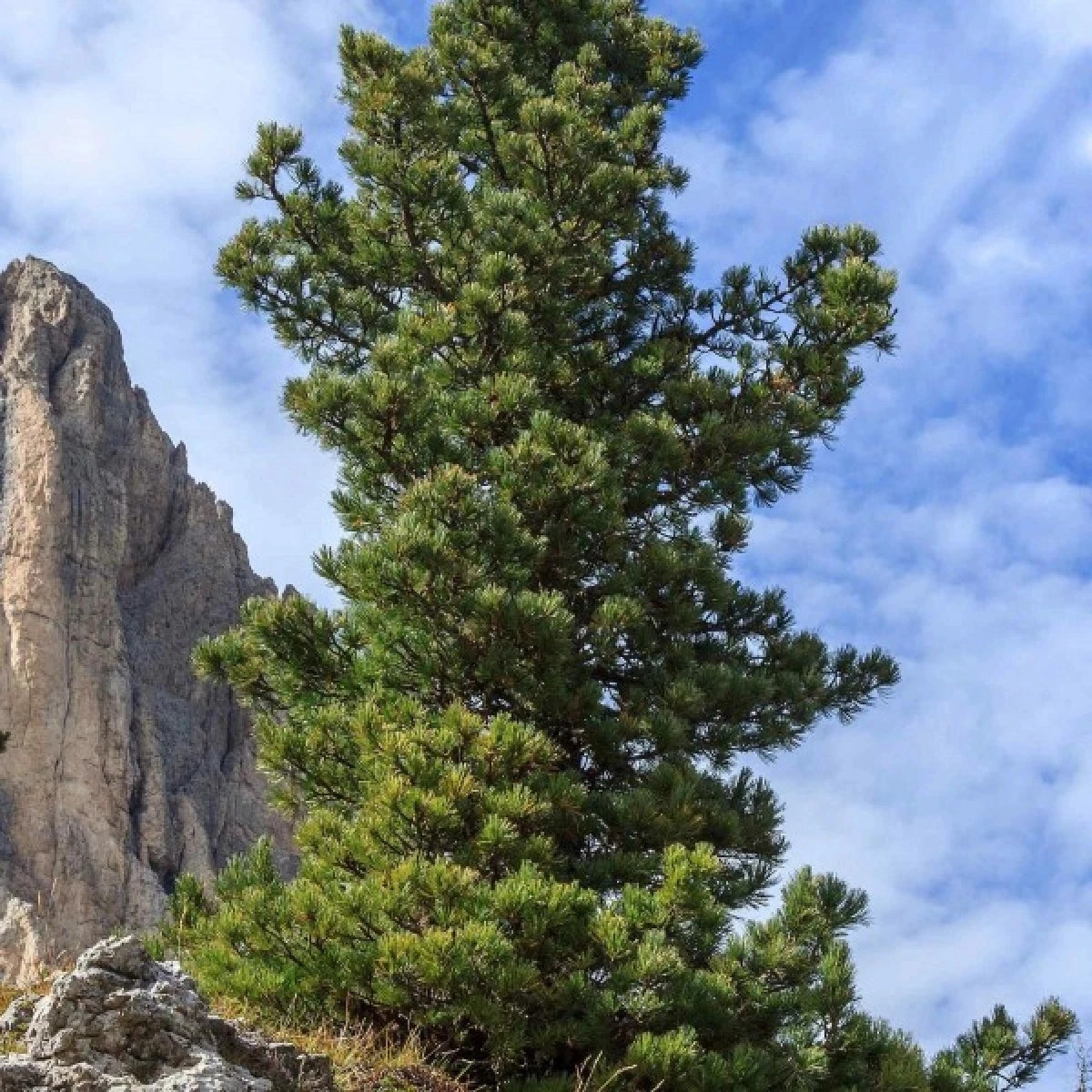 Borovica Limba – Pinus cembra – predaj semien borovice