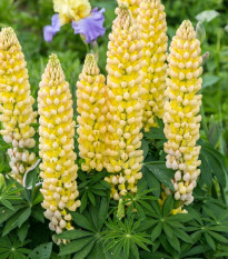 Lupina mnoholistá Gallery Yellow Shades - Lupinus polyphyllus - predaj semien - 20 ks