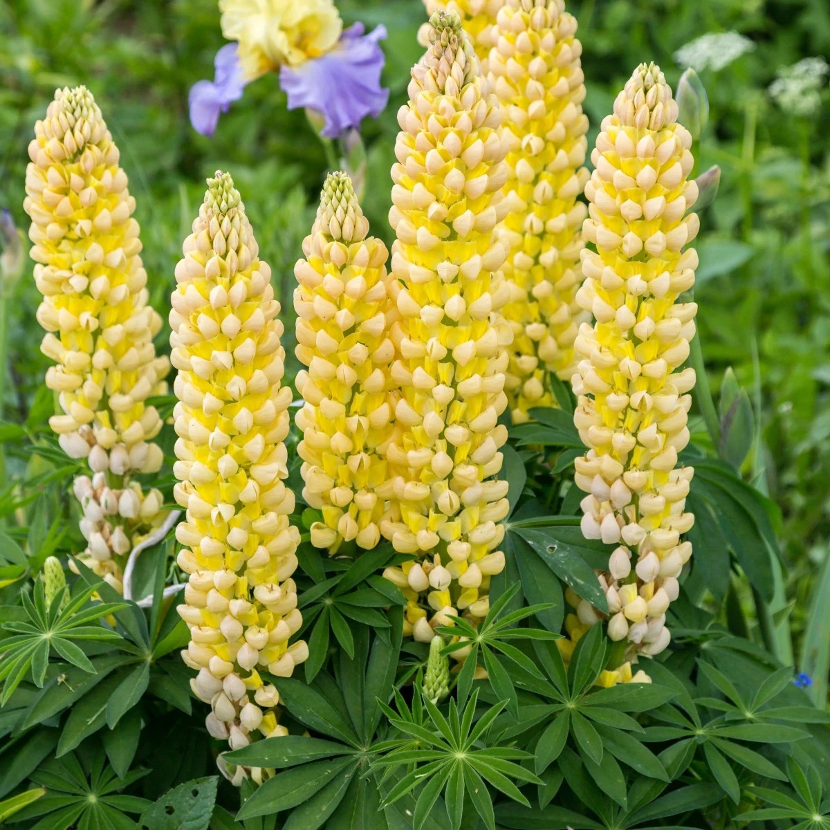 Lupina mnoholistá Gallery Yellow Shades - Lupinus polyphyllus - predaj semien - 20 ks