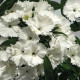 Klinček Chiba White F1 - Dianthus interspecific - predaj semien - 18 ks