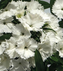 Klinček Chiba White F1 - Dianthus interspecific - predaj semien - 18 ks
