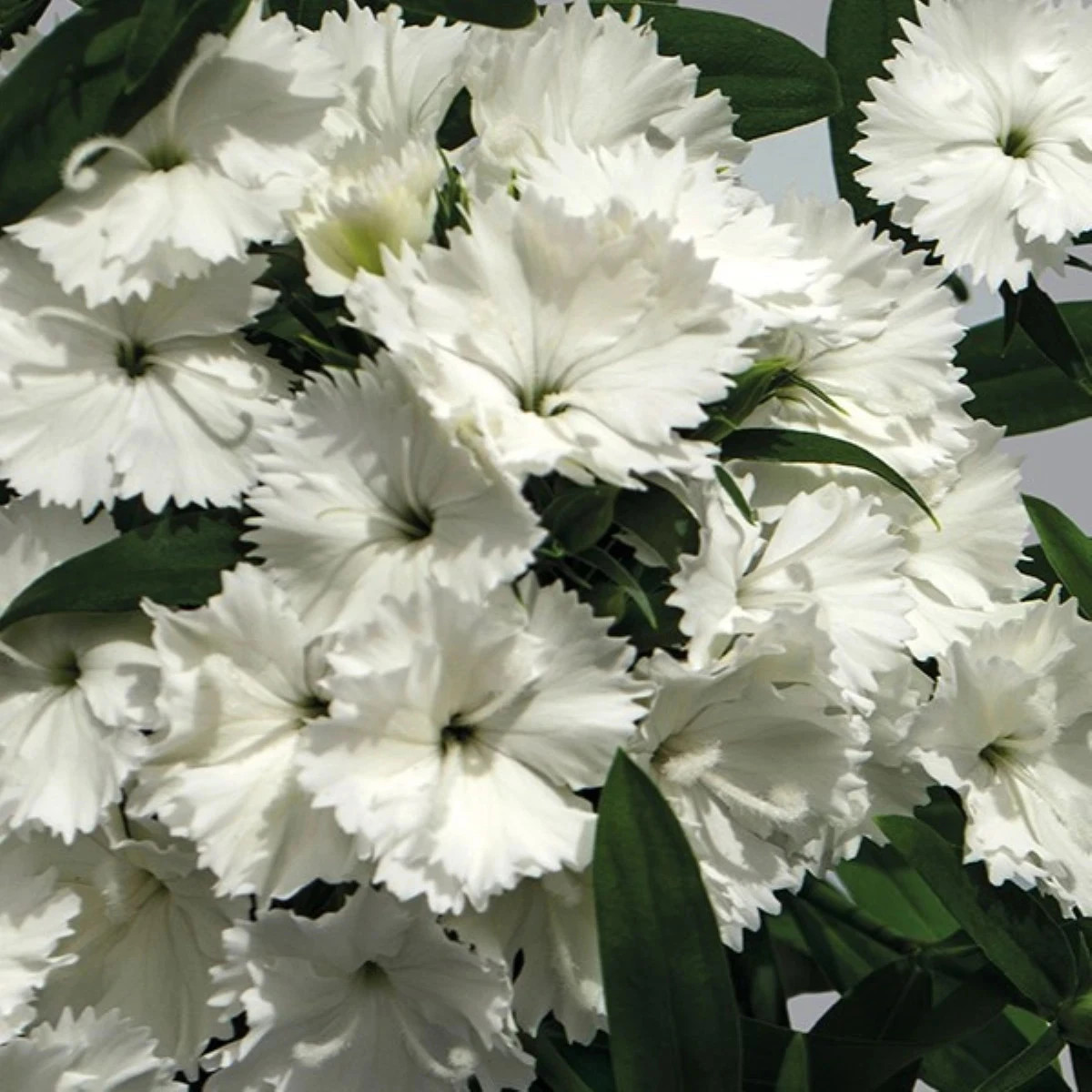 Klinček Chiba White F1 - Dianthus interspecific - predaj semien - 18 ks