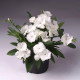 Klinček Chiba White F1 - Dianthus interspecific - predaj semien - 18 ks