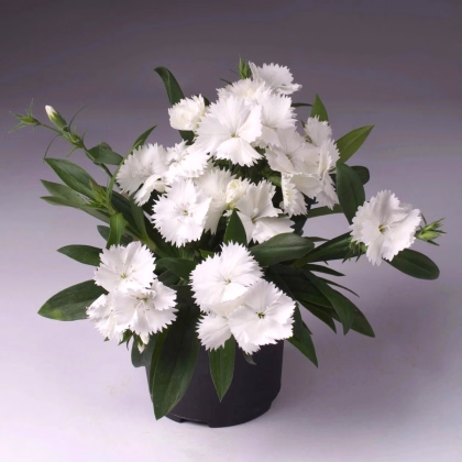 Klinček Chiba White F1 - Dianthus interspecific - predaj semien - 18 ks