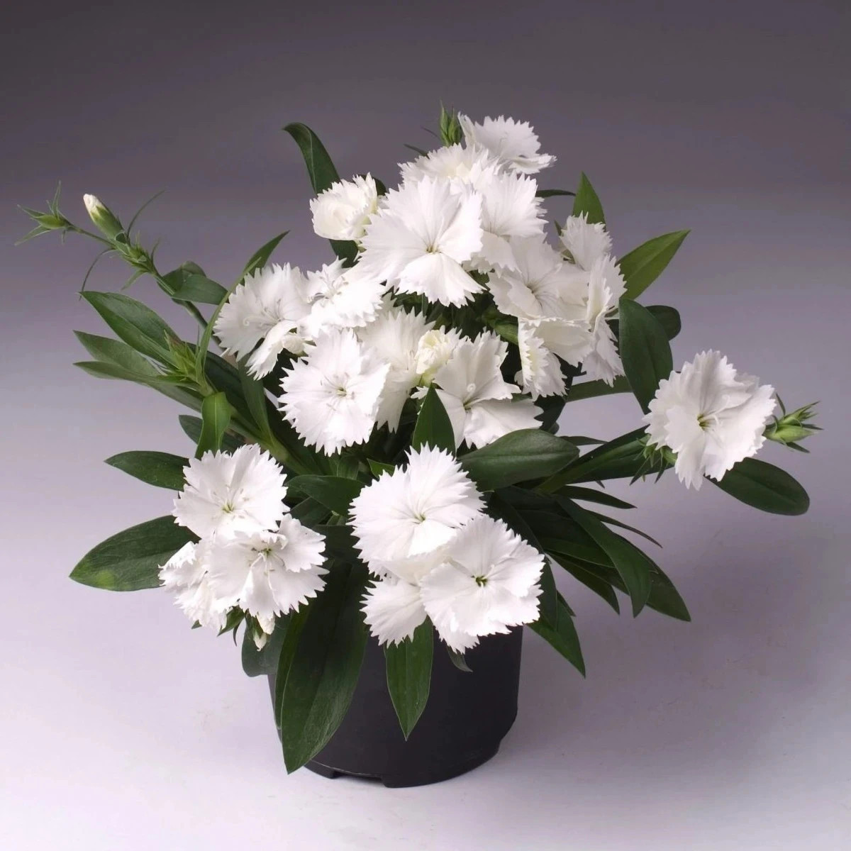 Klinček Chiba White F1 - Dianthus interspecific - predaj semien - 18 ks