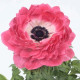 Veternica Harmony Double Pink - Anemone coronaria - predaj semien - 8 ks