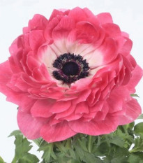 Veternica Harmony Double Pink - Anemone coronaria - predaj semien - 8 ks