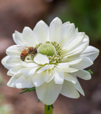 Veternica Harmony Double White F1 - Anemone coronaria - predaj semien - 8 ks