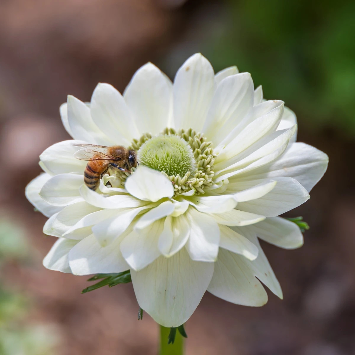 Veternica Harmony Double White F1 - Anemone coronaria - predaj semien - 8 ks