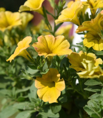 Petchoa Caliburst Yellow - Petchoa Caliburst - predaj semien - 8 ks