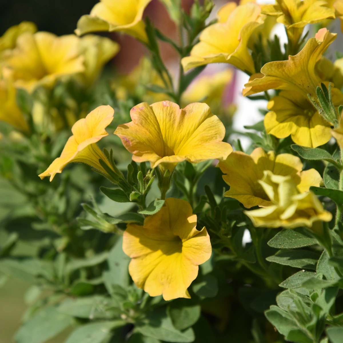 Petchoa Caliburst Yellow - Petchoa Caliburst - predaj semien - 8 ks