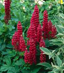 Lupina mnoholistá Gallery Red Shades - Lupinus polyphyllus - predaj semien - 20 ks