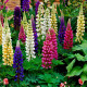 Lupina mnoholistá Gallery Mix - Lupinus polyphyllus - predaj semien - 20 ks