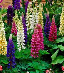 Lupina mnoholistá Gallery Mix - Lupinus polyphyllus - predaj semien - 20 ks