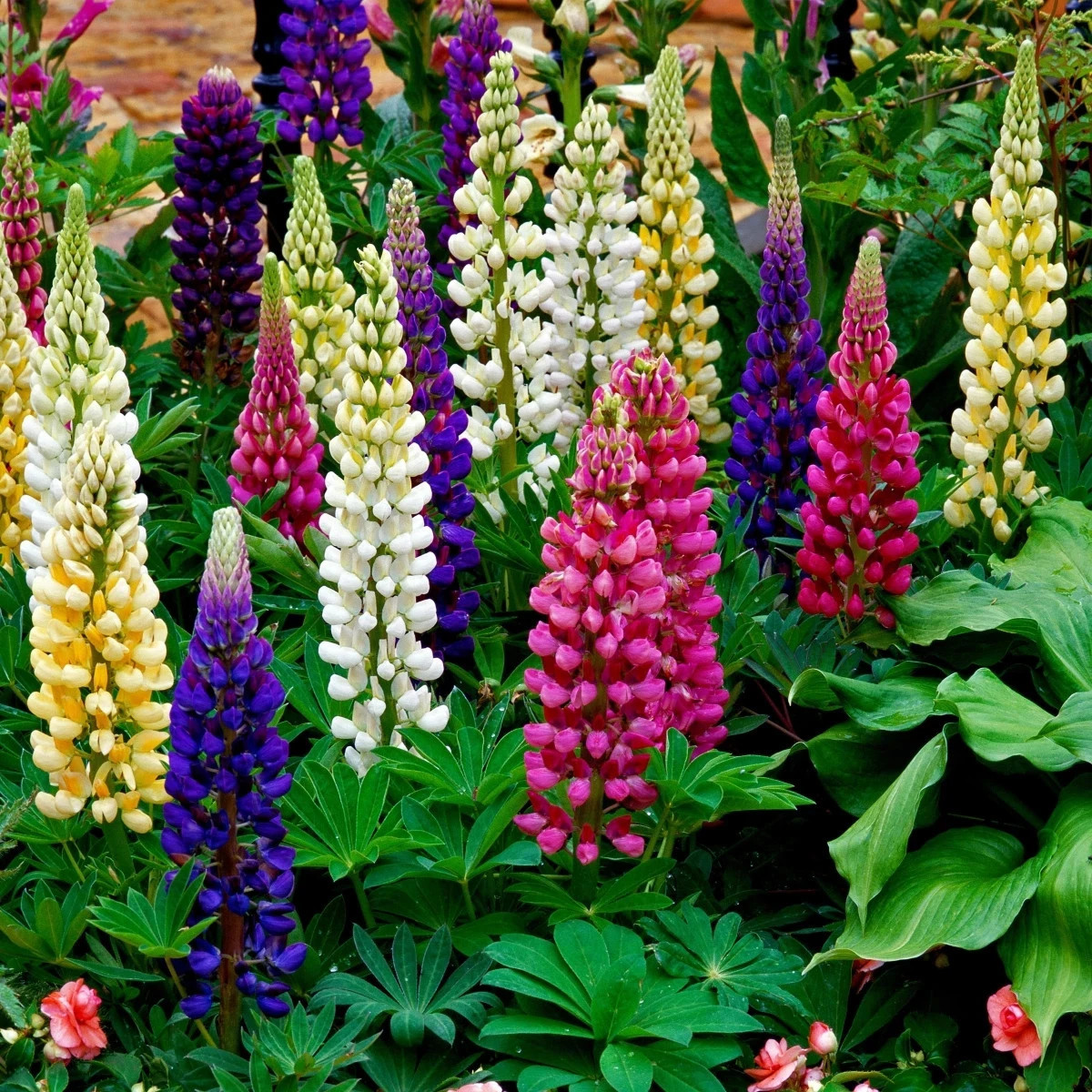 Lupina mnoholistá Gallery Mix - Lupinus polyphyllus - predaj semien - 20 ks