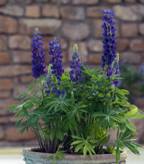 Lupina mnoholistá Mini Gallery Pure Blue - Lupinus polyphyllus - predaj semien - 12 ks