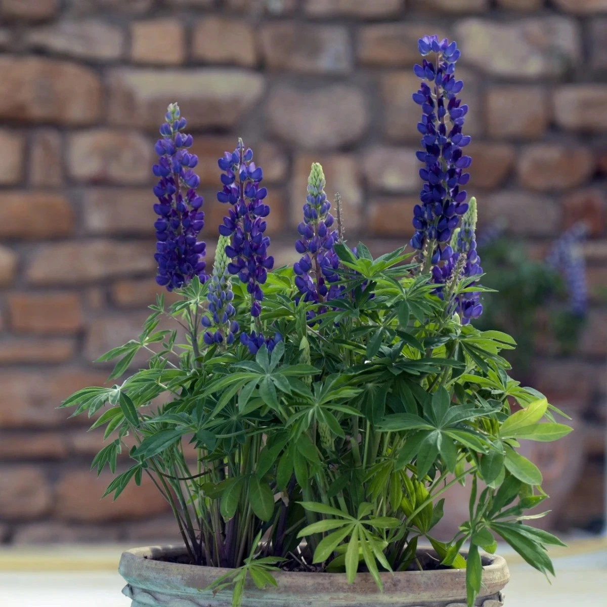 Lupina mnoholistá Mini Gallery Pure Blue - Lupinus polyphyllus - predaj semien - 12 ks