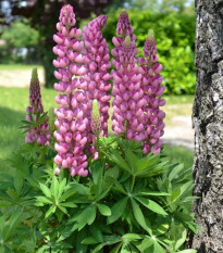 Lupina mnoholistá Mini Gallery Pure Pink - Lupinus polyphyllus - predaj semien - 12 ks