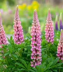 Lupina mnoholistá Gallery Pink Shades - Lupinus polyphyllus - predaj semien - 20 ks