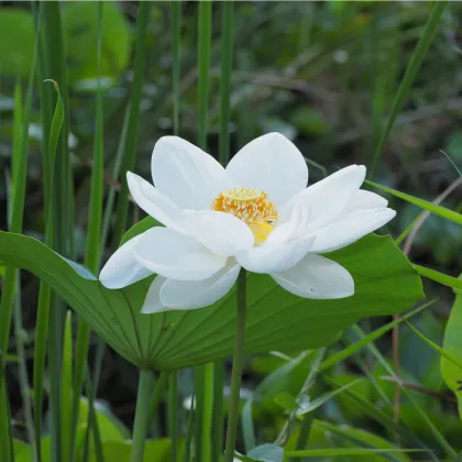 Lotos indický - Nelumbo nucifera - semiačka - 2 ks