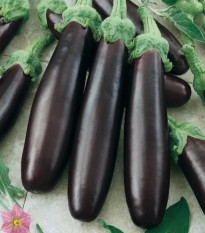 Baklažán Klasik - Solanum melongena - predaj semien - 50 ks