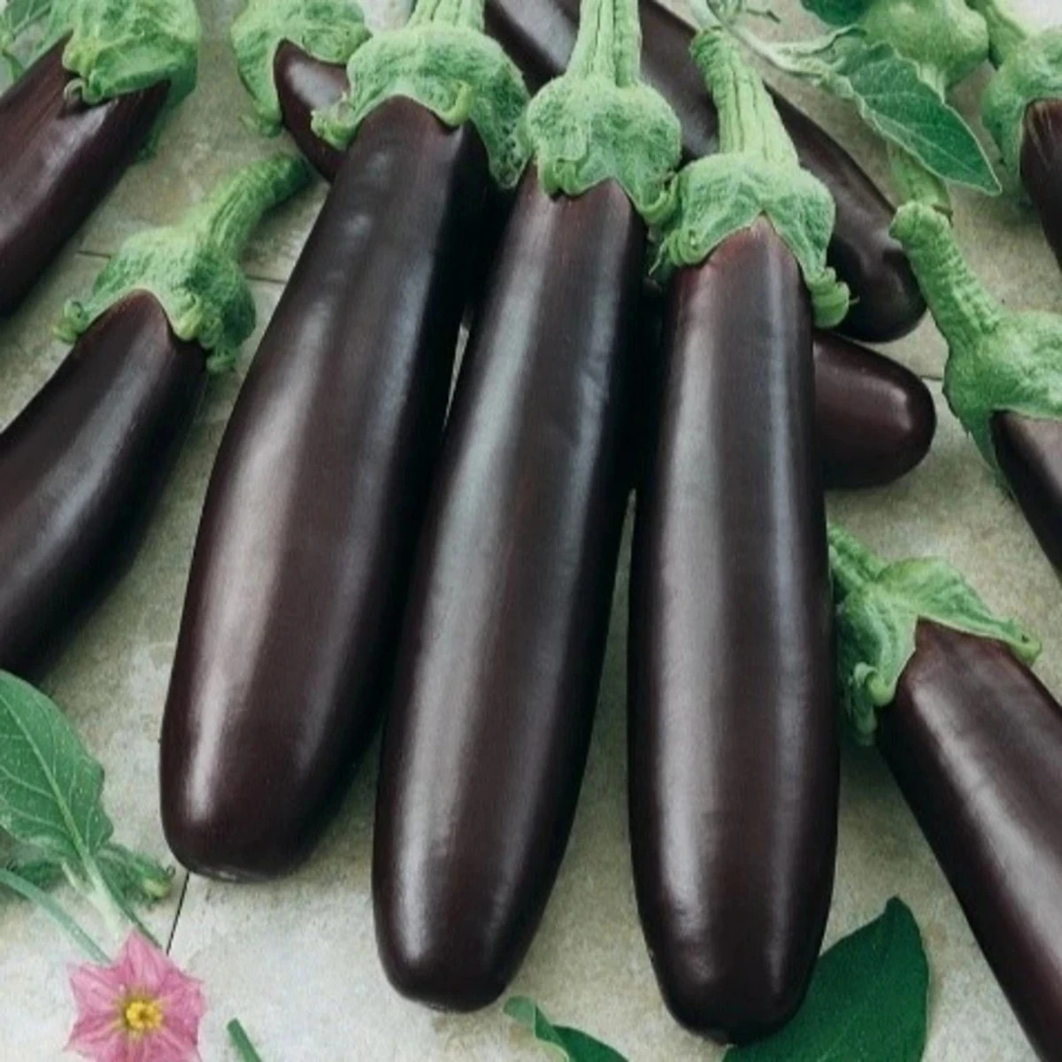 Baklažán Klasik - Solanum melongena - predaj semien - 50 ks