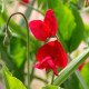 Hrachor Winter Sunshine Scarlet - Lathyrus odoratus - predaj semien - 15 ks