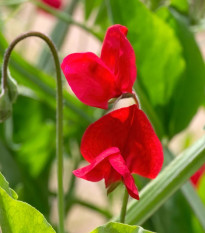 Hrachor Winter Sunshine Scarlet - Lathyrus odoratus - predaj semien - 15 ks