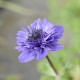 Veternica Harmony Double Blue F1 - Anemone coronaria - predaj semien - 8 ks
