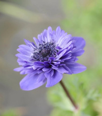 Veternica Harmony Double Blue F1 - Anemone coronaria - predaj semien - 8 ks