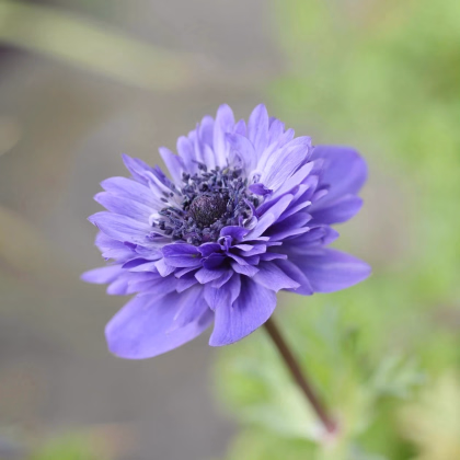 Veternica Harmony Double Blue F1 - Anemone coronaria - predaj semien - 8 ks