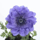 Veternica Harmony Double Blue F1 - Anemone coronaria - predaj semien - 8 ks