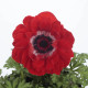 Veternica Harmony Double Scarlet F1 - Anemone coronaria - predaj semien - 8 ks