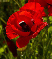Veternica Harmony Double Scarlet F1 - Anemone coronaria - predaj semien - 8 ks