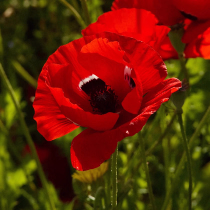 Veternica Harmony Double Scarlet F1 - Anemone coronaria - predaj semien - 8 ks