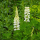 Lupina mnoholistá Gallery White Shades - Lupinus polyphyllus - predaj semien - 20 ks