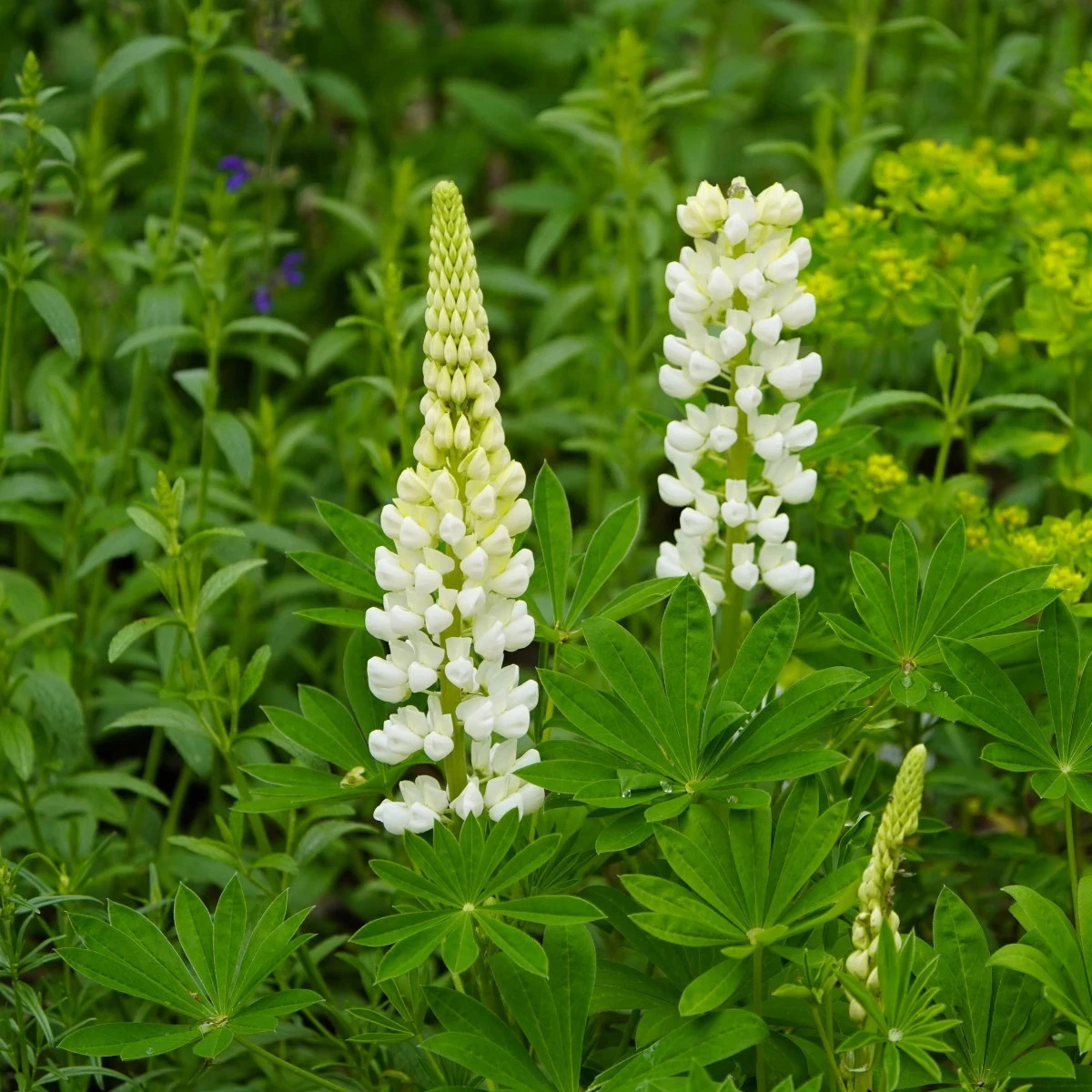 Lupina mnoholistá Gallery White Shades - Lupinus polyphyllus - predaj semien - 20 ks