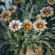 Gazánia Frosty Kiss White Flame - Gazania rigens - predaj semien - 12 ks