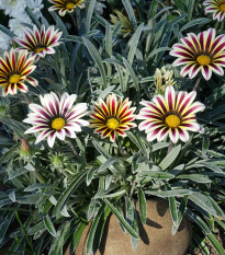 Gazánia Frosty Kiss White Flame - Gazania rigens - predaj semien - 12 ks