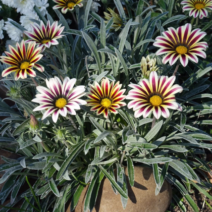 Gazánia Frosty Kiss White Flame - Gazania rigens - predaj semien - 12 ks