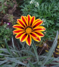 Gazánia Frosty Kiss Orange Flame - Gazania rigens - predaj semien - 12 ks