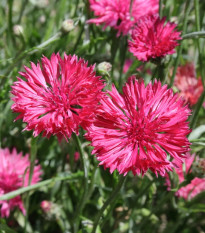 Nevädza lúčna Ball Red - Centaurea cyanus - predaj semien - 50 ks