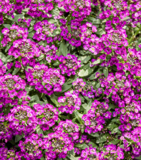 Lobulária Wonderland Deep Rose - Lobularia maritima - predaj semien - 20 ks