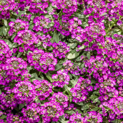 Lobulária Wonderland Deep Rose - Lobularia maritima - predaj semien - 20 ks