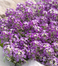 Lobulária Aphrodite Purple - Lobularia maritima - predaj semien - 50 ks