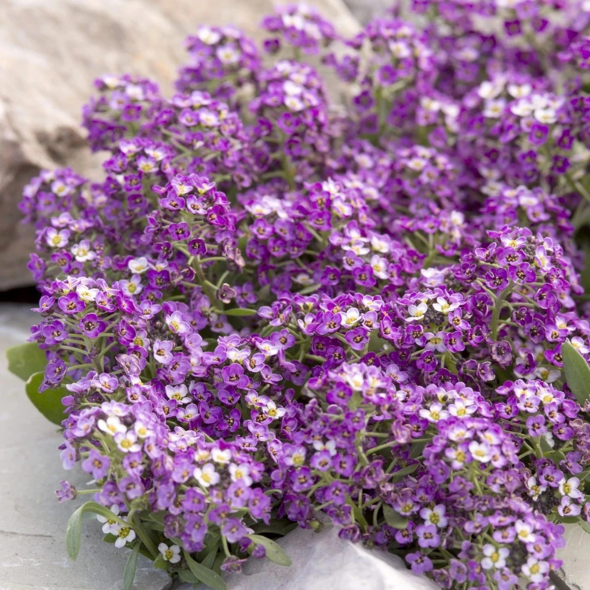 Lobulária Aphrodite Purple - Lobularia maritima - predaj semien - 50 ks