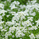 Lobulária Easter Bonnet White - Lobularia maritima - predaj semien - 50 ks